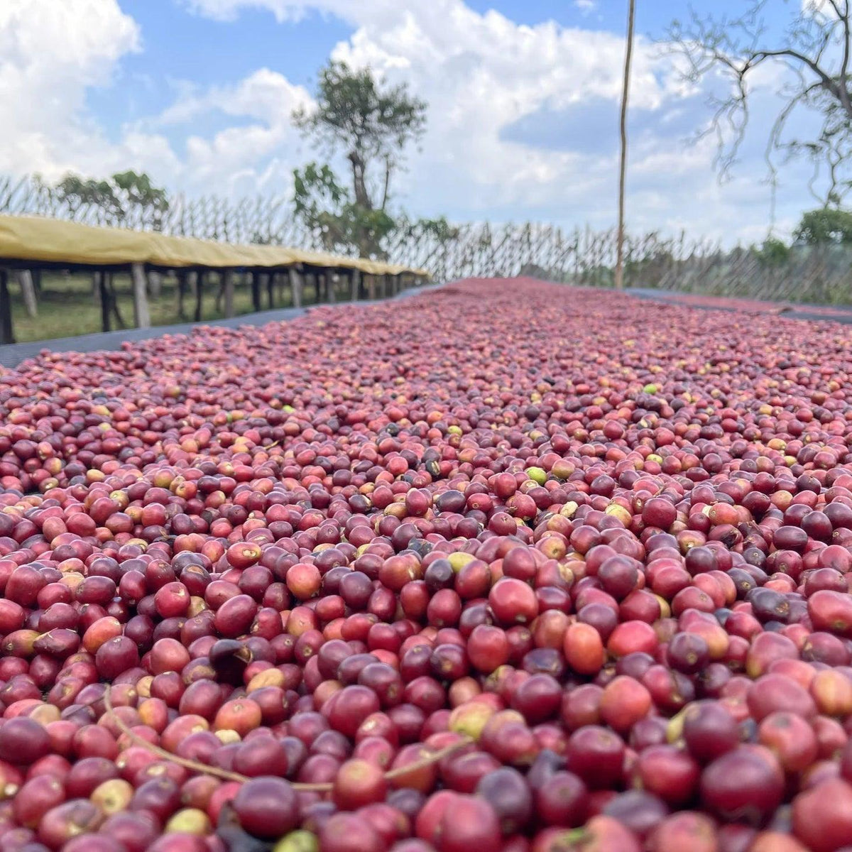 Etiyopya Tega Tula Natural Filtre Kahve